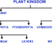 1-Classification-of-plants